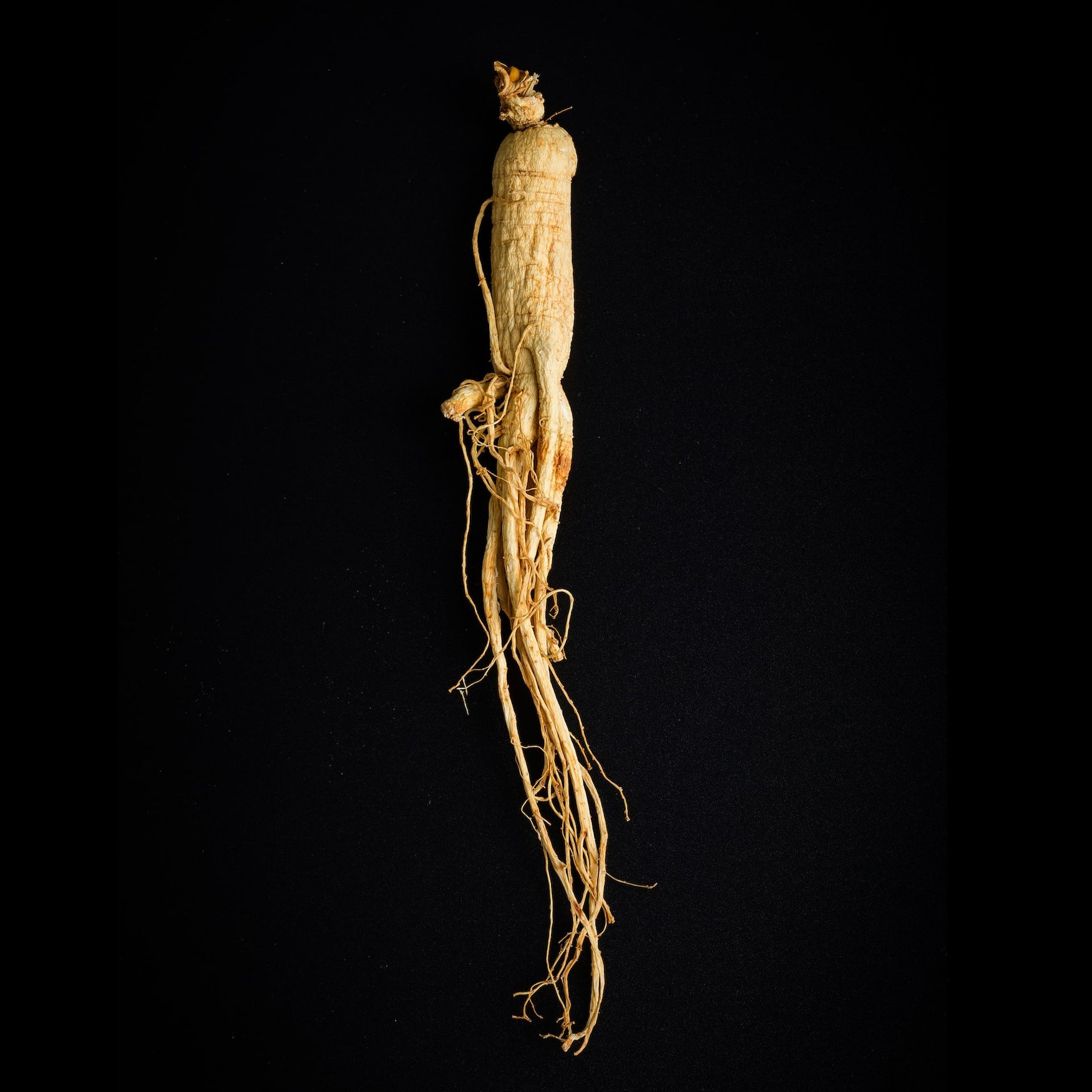 Ginseng