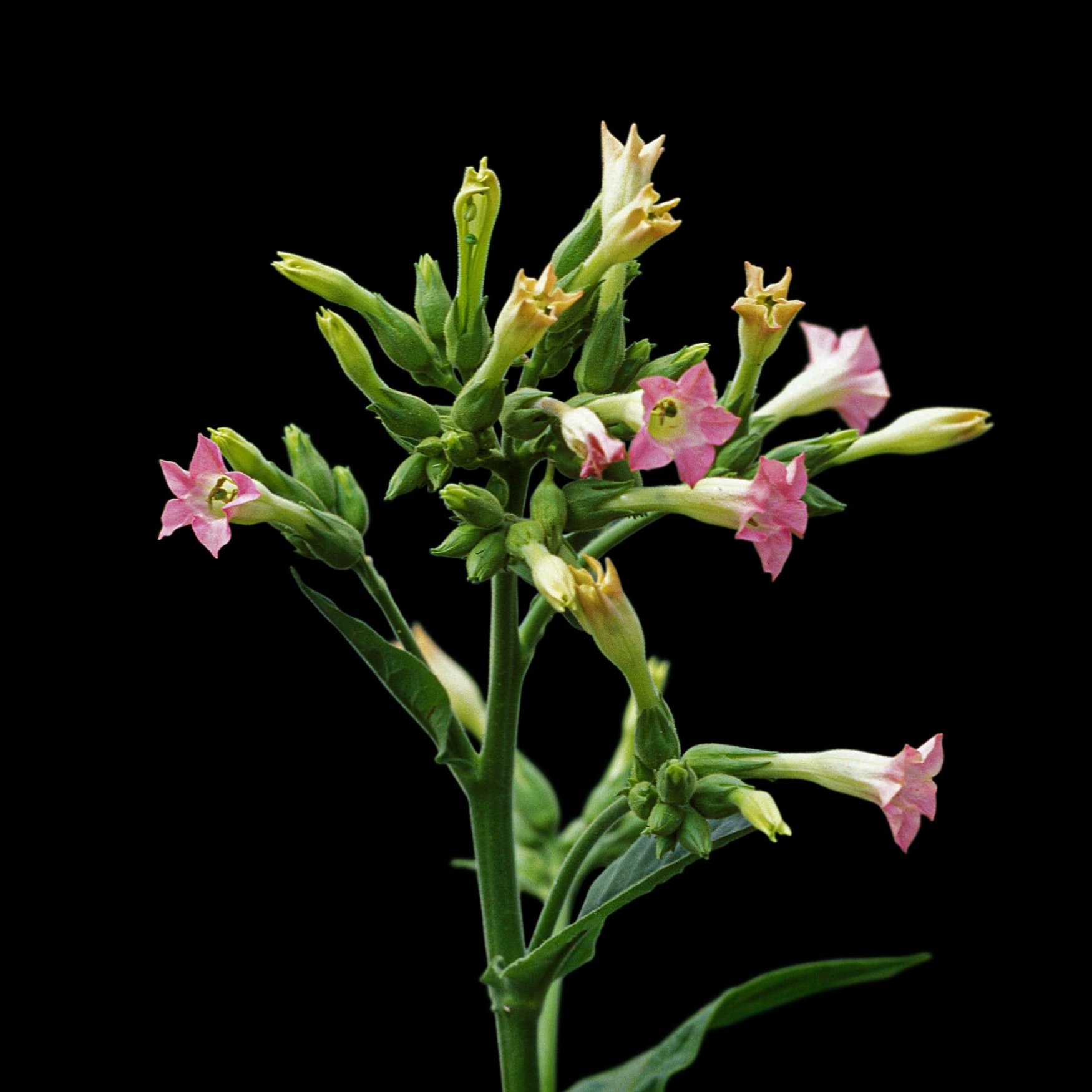 Fleur de Tabac