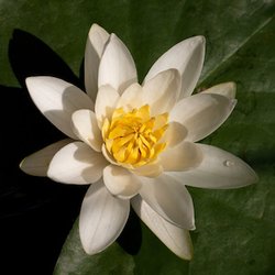 Nénuphar