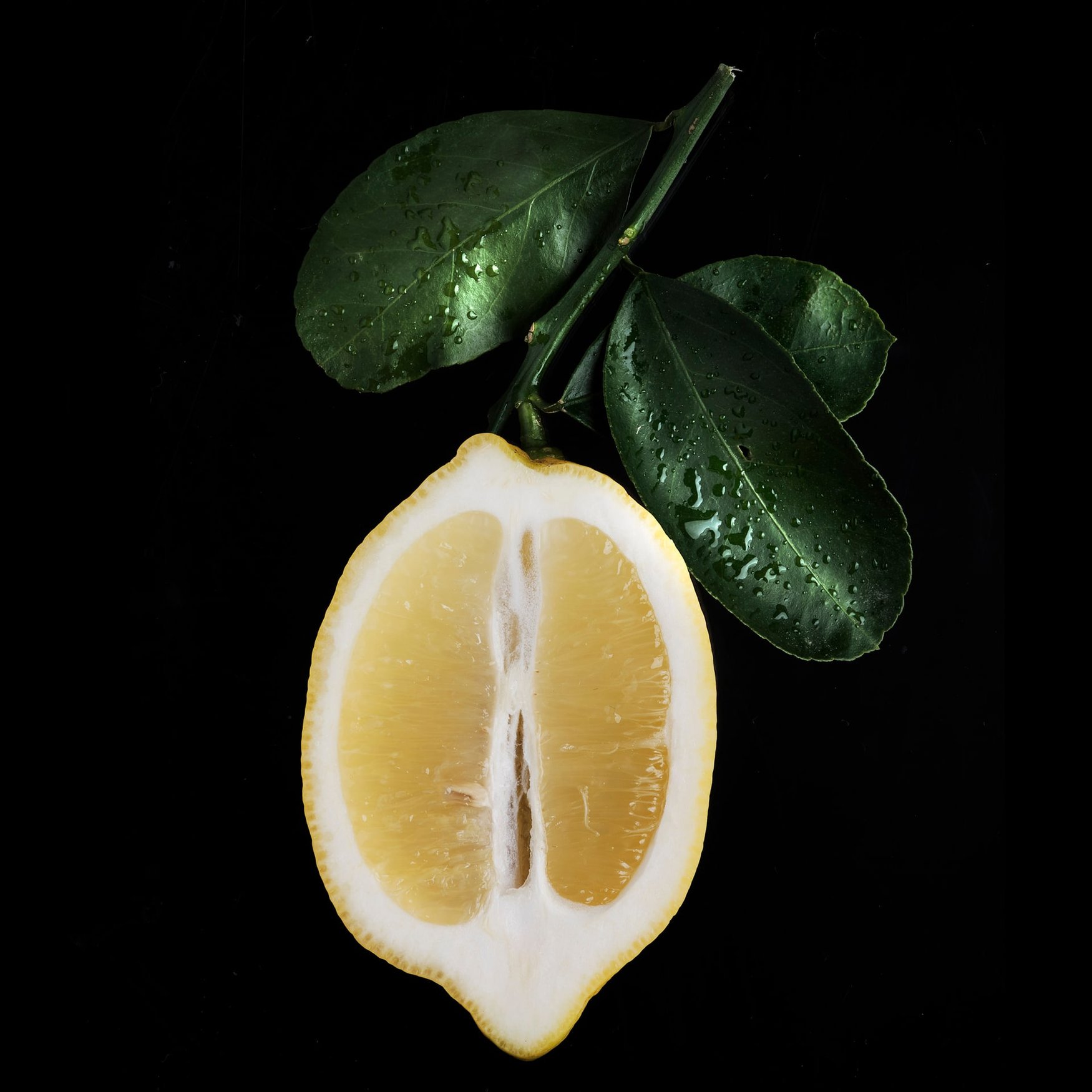 Cítricos