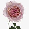 Rose (China)