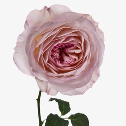 Rituals Rose de Shiraz Eau de Parfum 60ml
