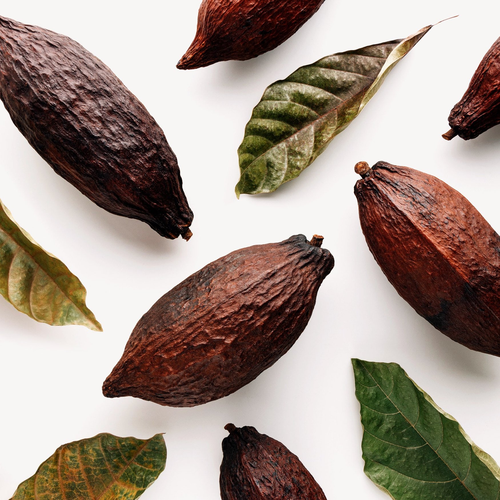Hojas de Cacao
