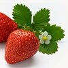 Strawberry Leaf