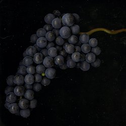 Pinot Noir Grapes