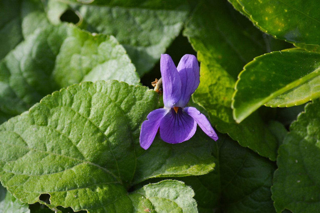 Violet Leaves perfume ingredient - Wikiparfum