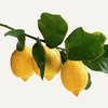 Petitgrain de limão (folhas)