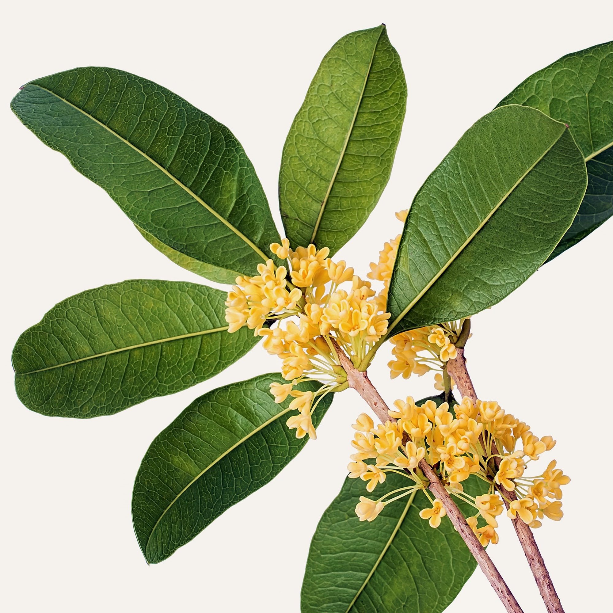 桂花香水成分- Wikiparfum