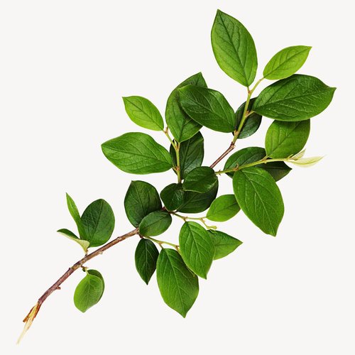 GARDÉNIA EAU DE PARFUM perfume by Chanel - Wikiparfum