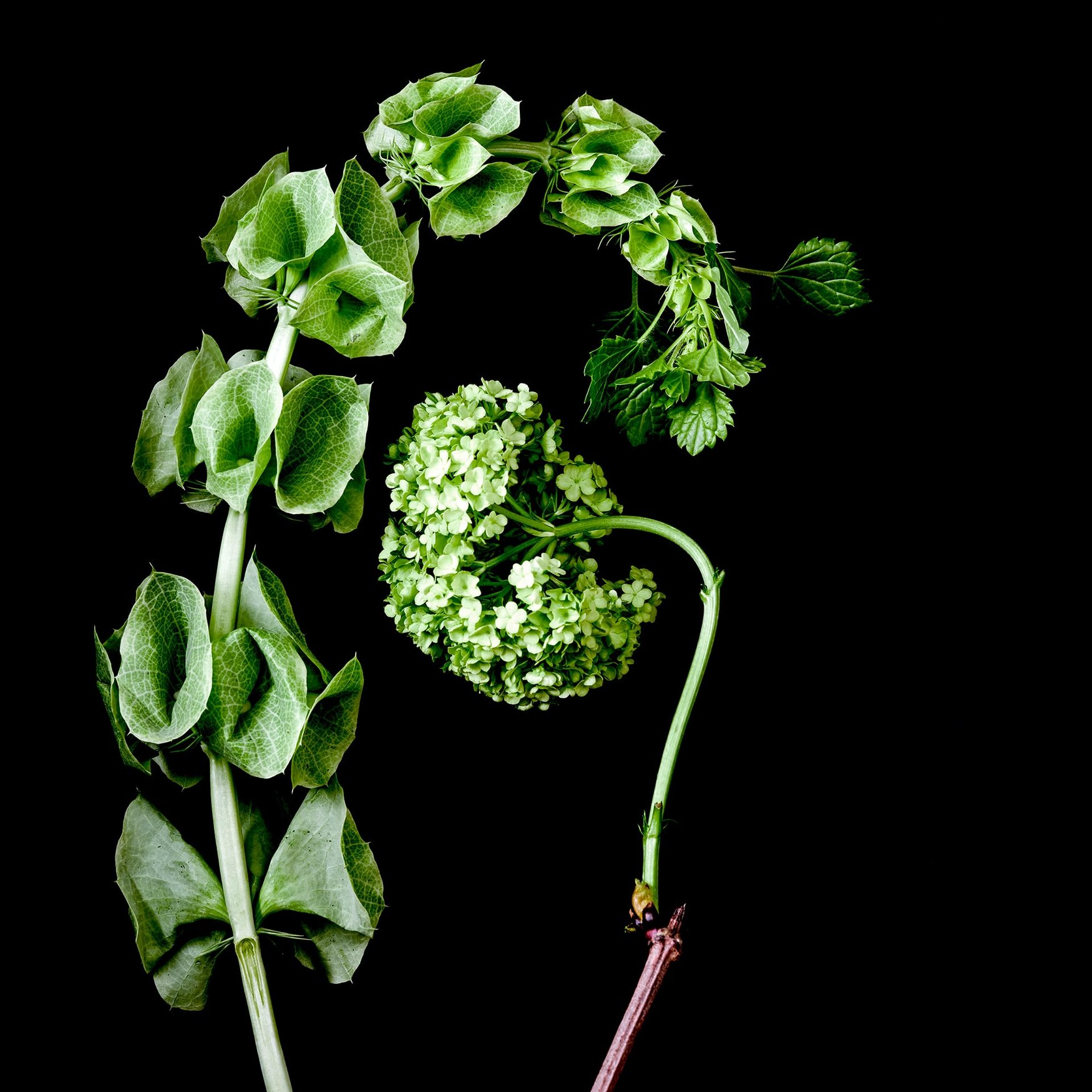 Tiges de Flor