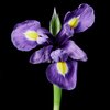Iris (Lliri Pàl·lid)