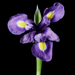 Officine ビュリー IRIS DE MALTE Eau Triple Maltese Iris - Perfume - Officine Universelle Buly