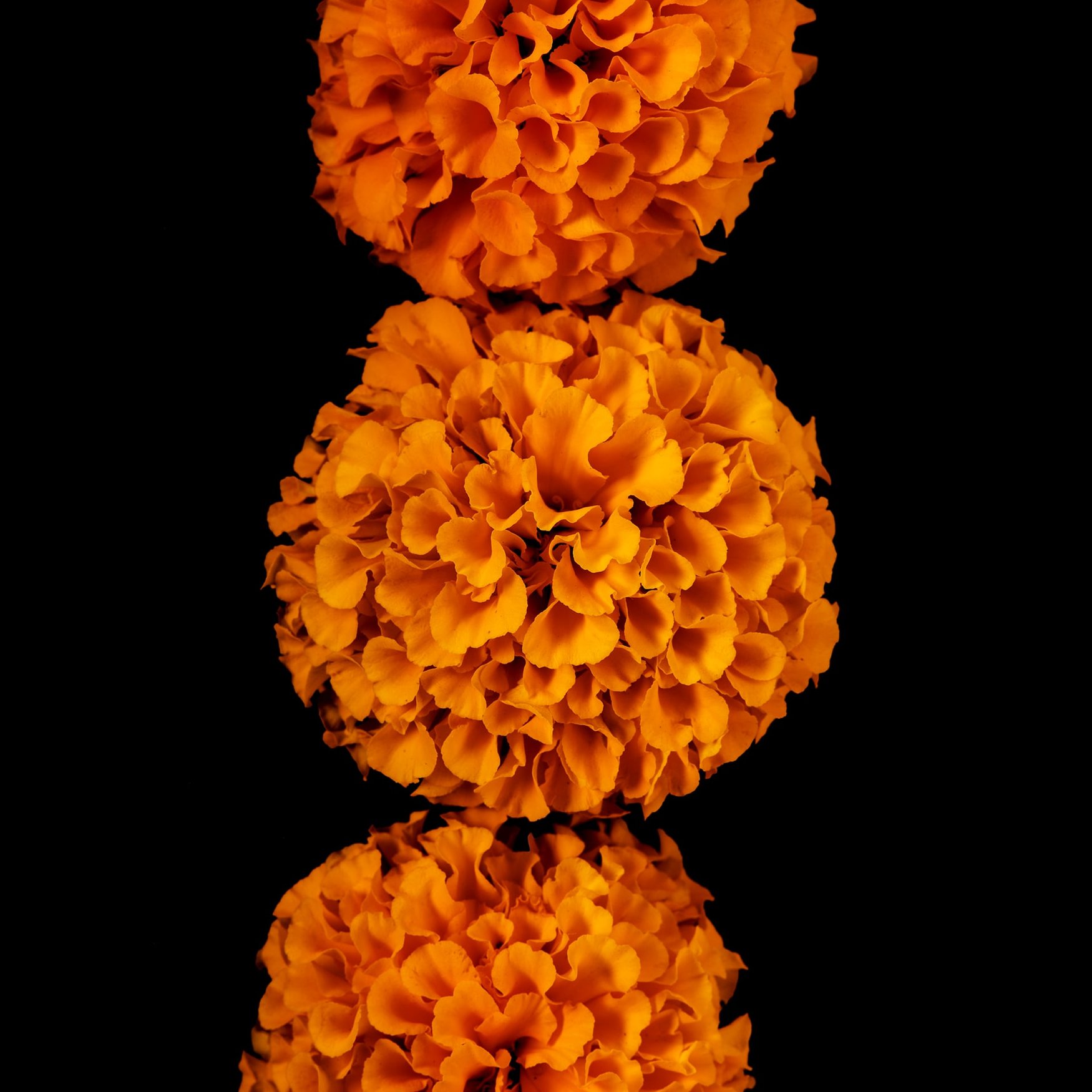Tagètes