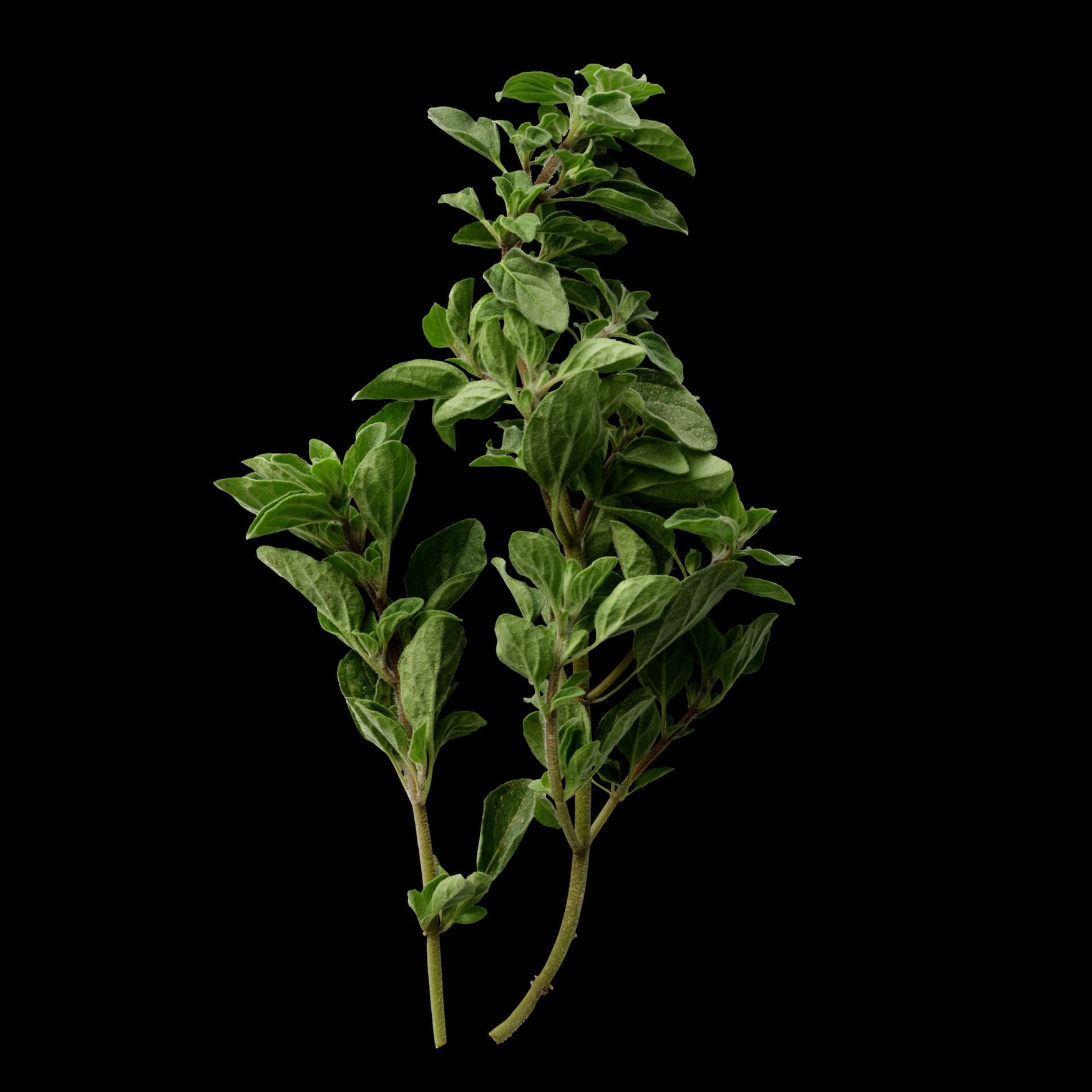 Oregano