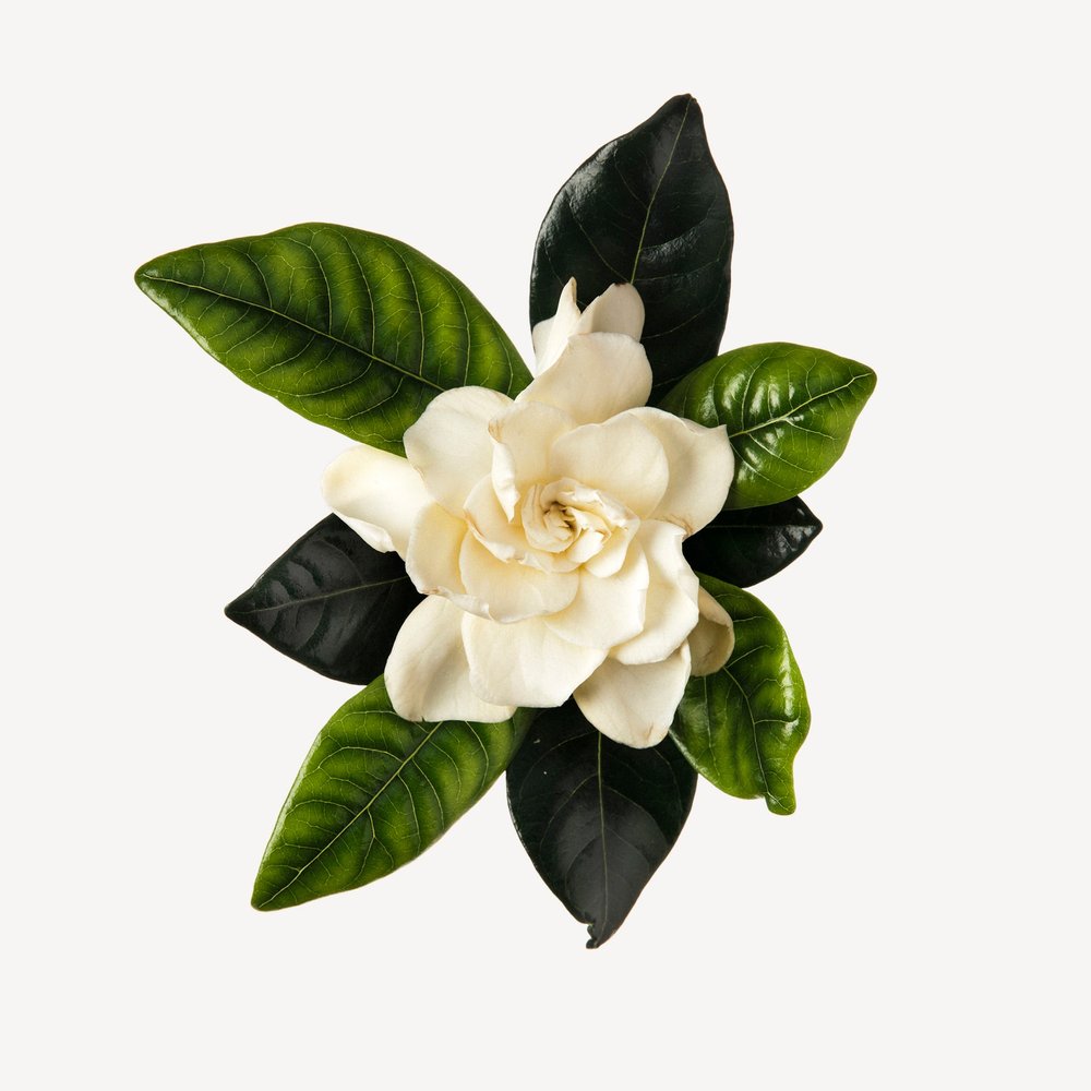DRESSED IN WHITE perfume by Bath & Body Works - Wikiparfum