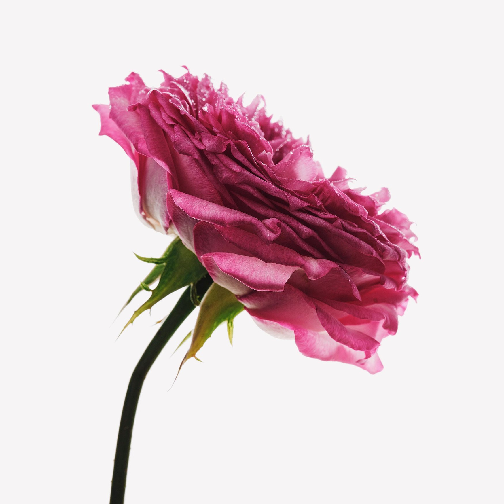 Rosyfolia (Rose)