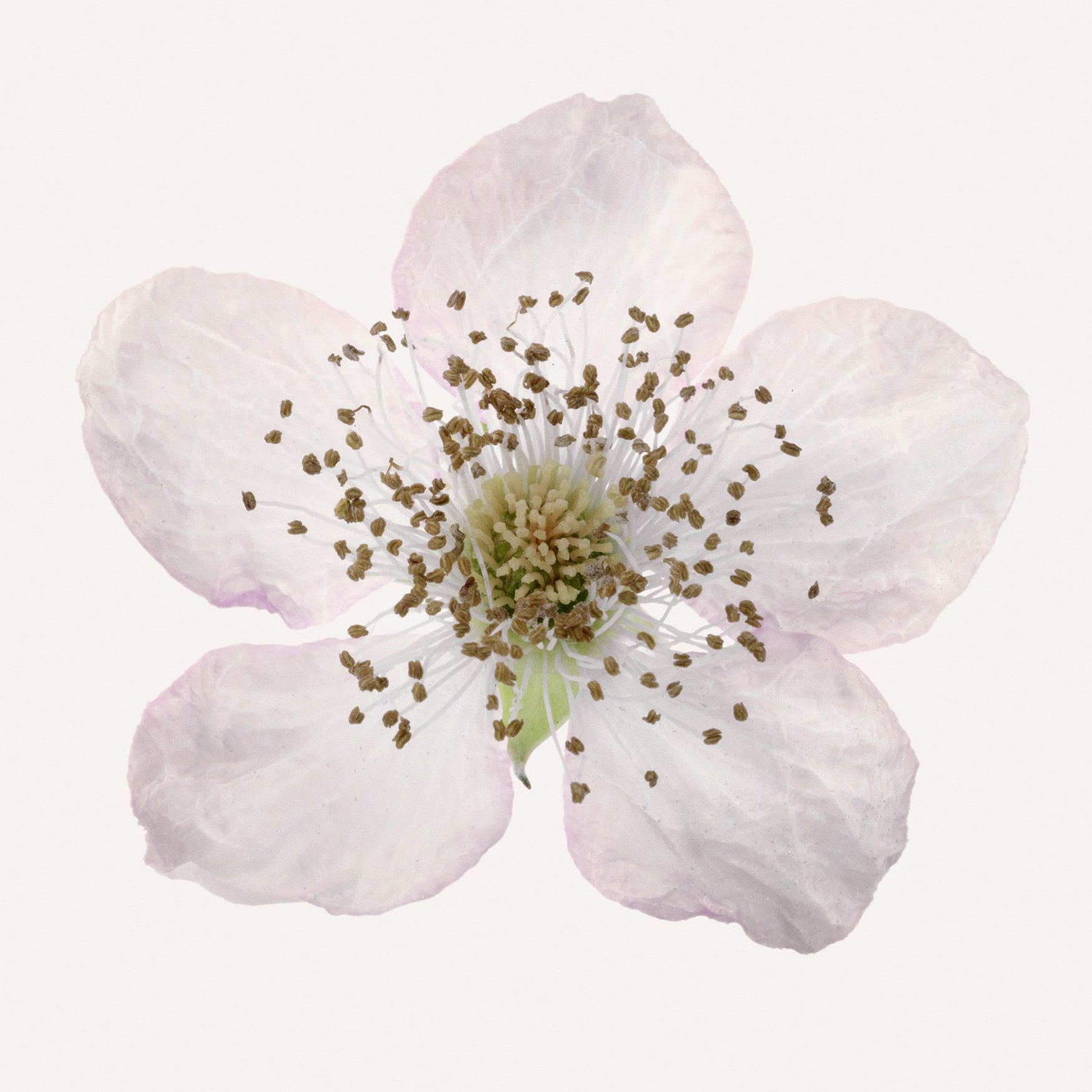 Brombeerblüte