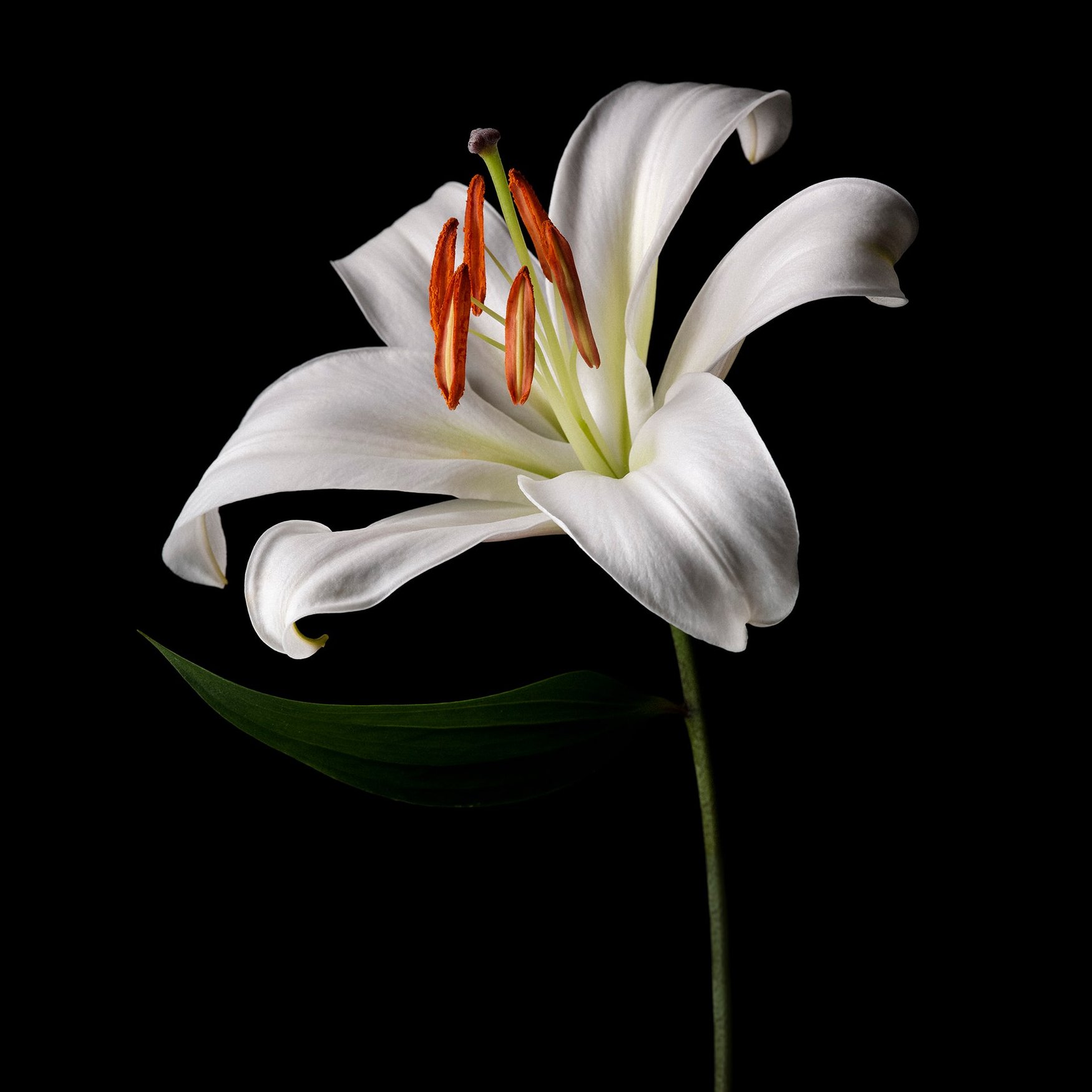 Lys