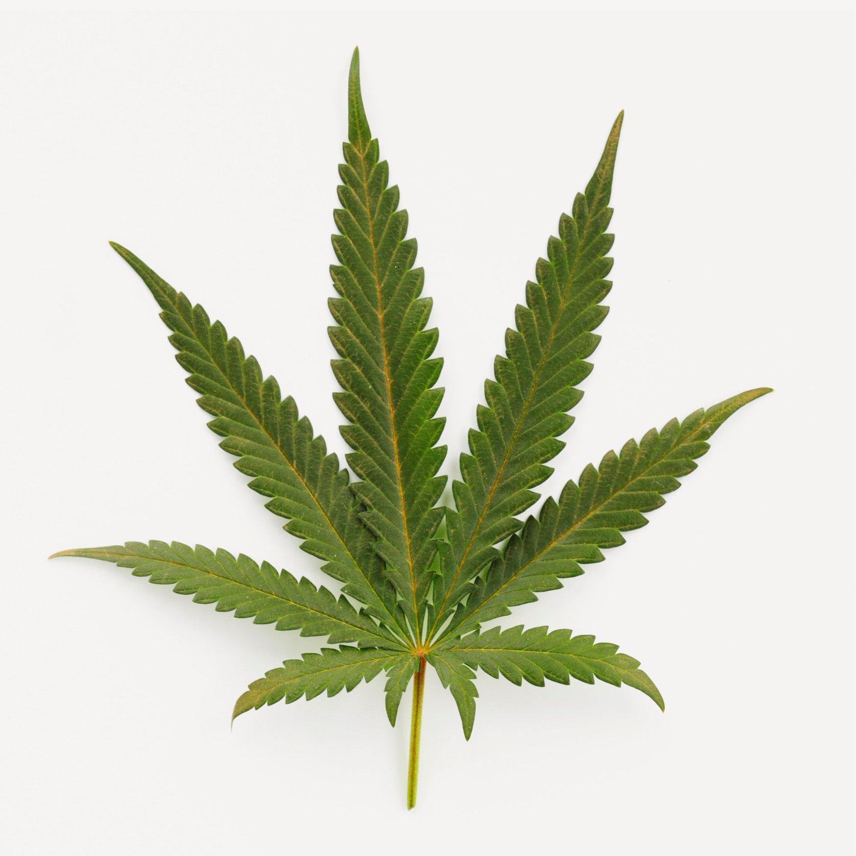 Accord Cannabis