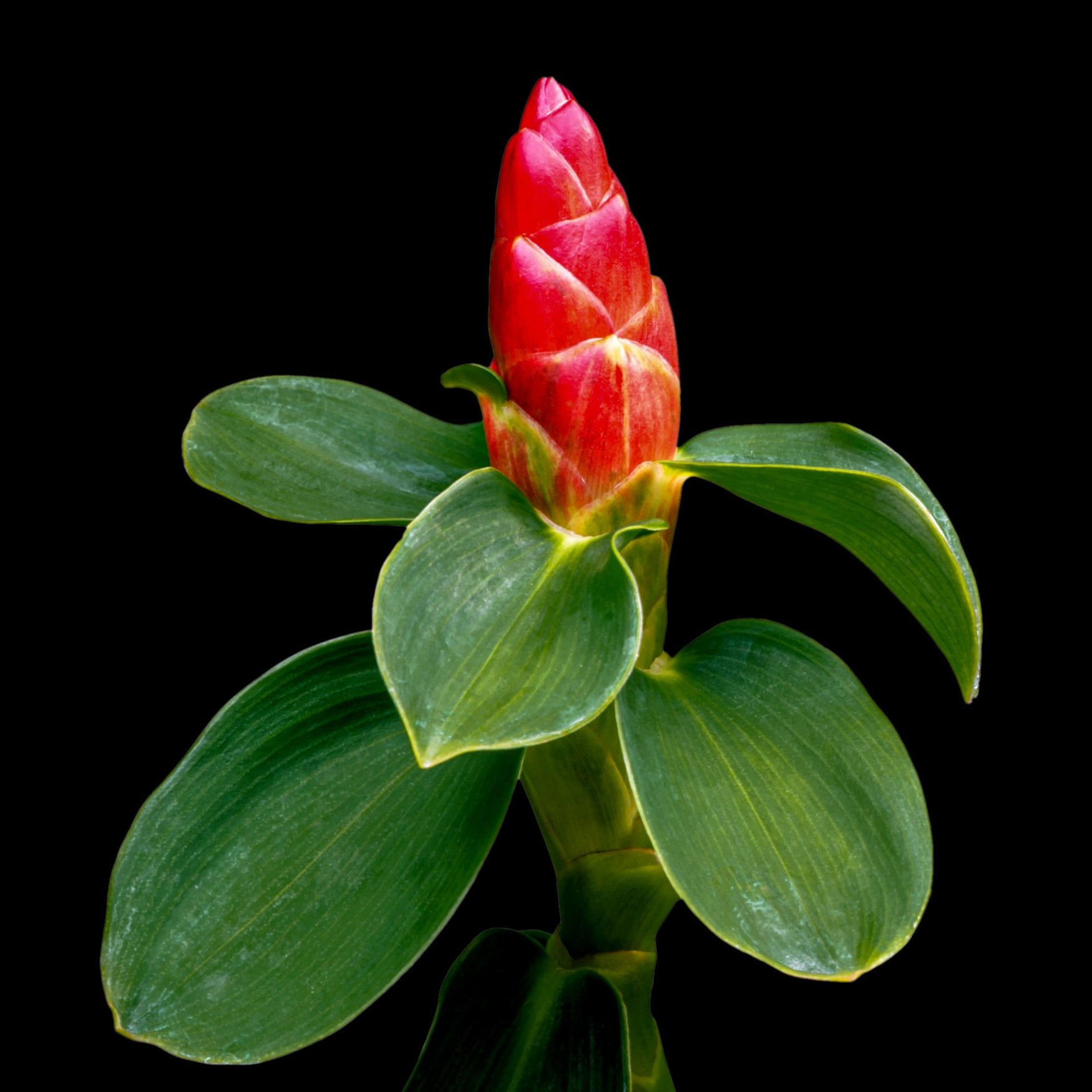 Costus