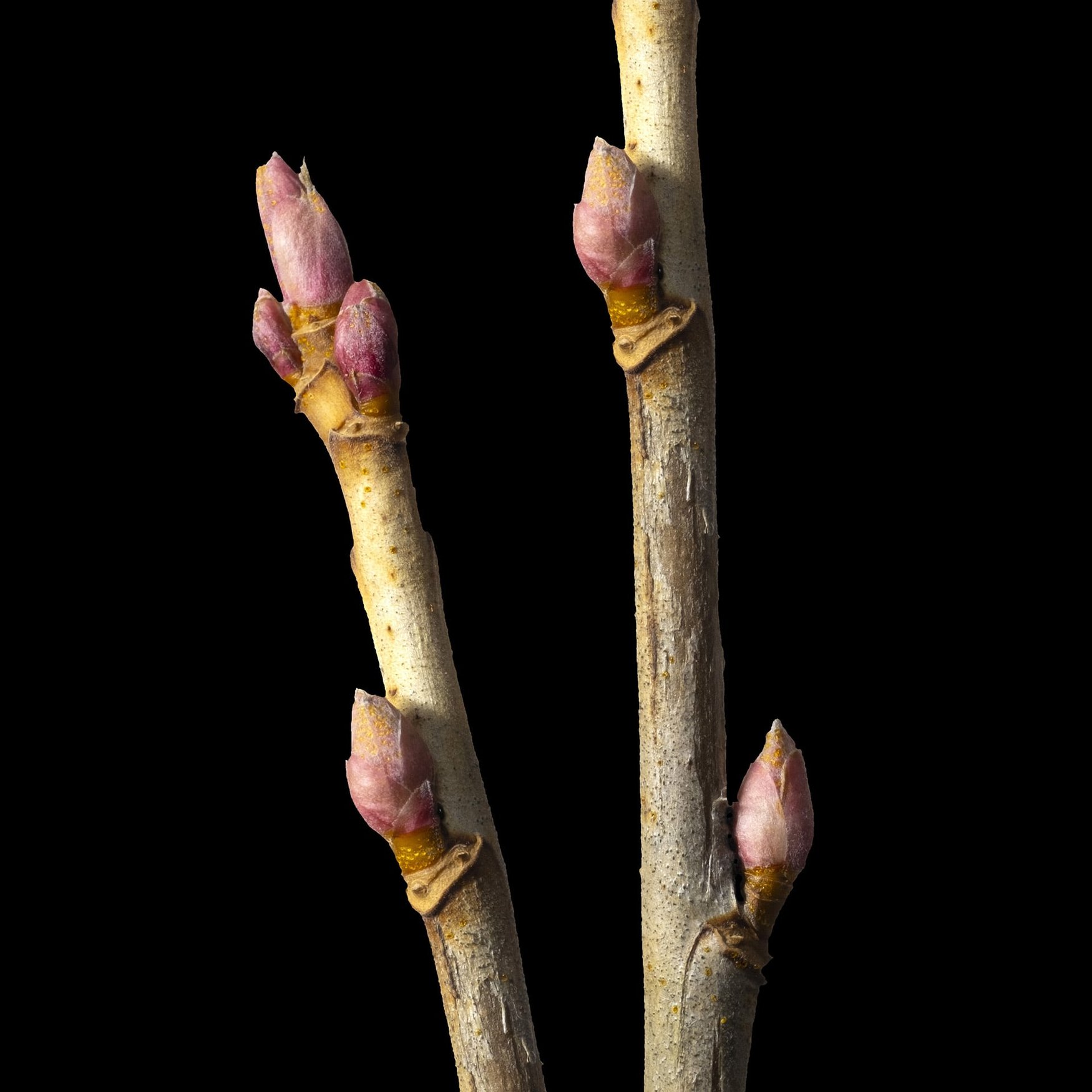 Blackcurrant Bud