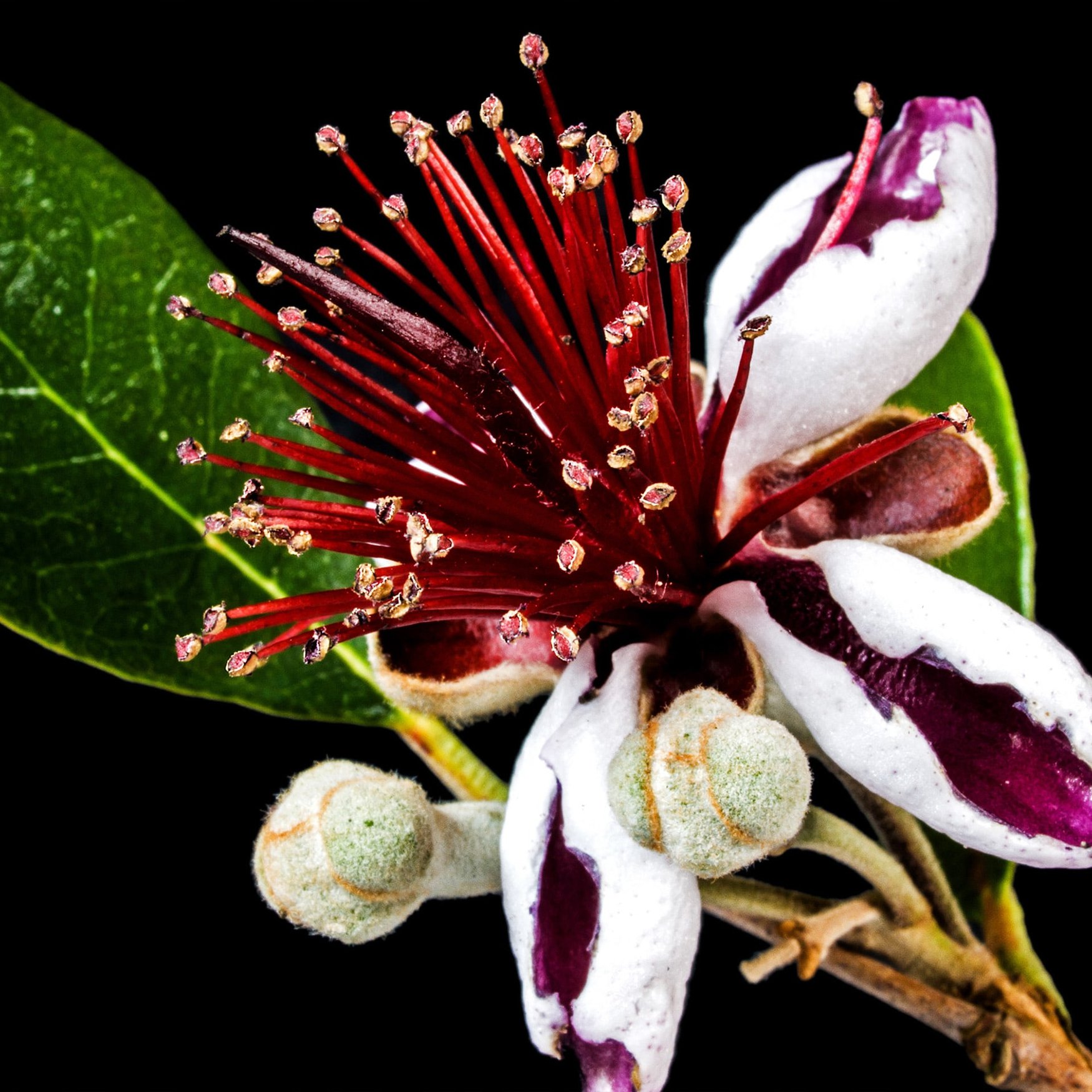 Guava Blossom