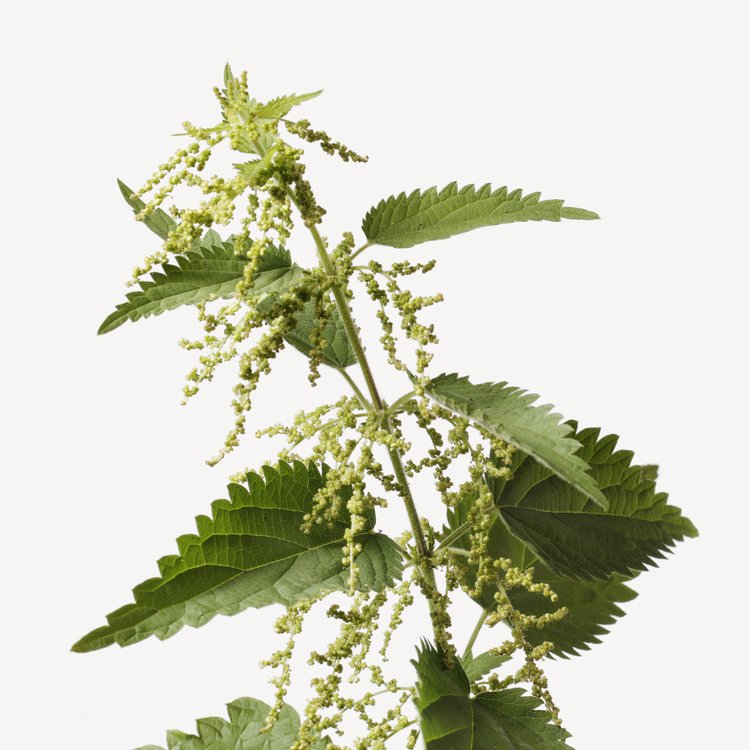 NETTLE & WILD ACHILLEA 2019 perfume by Jo Malone London - Wikiparfum