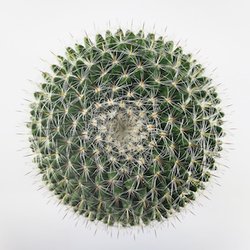 Kaktus