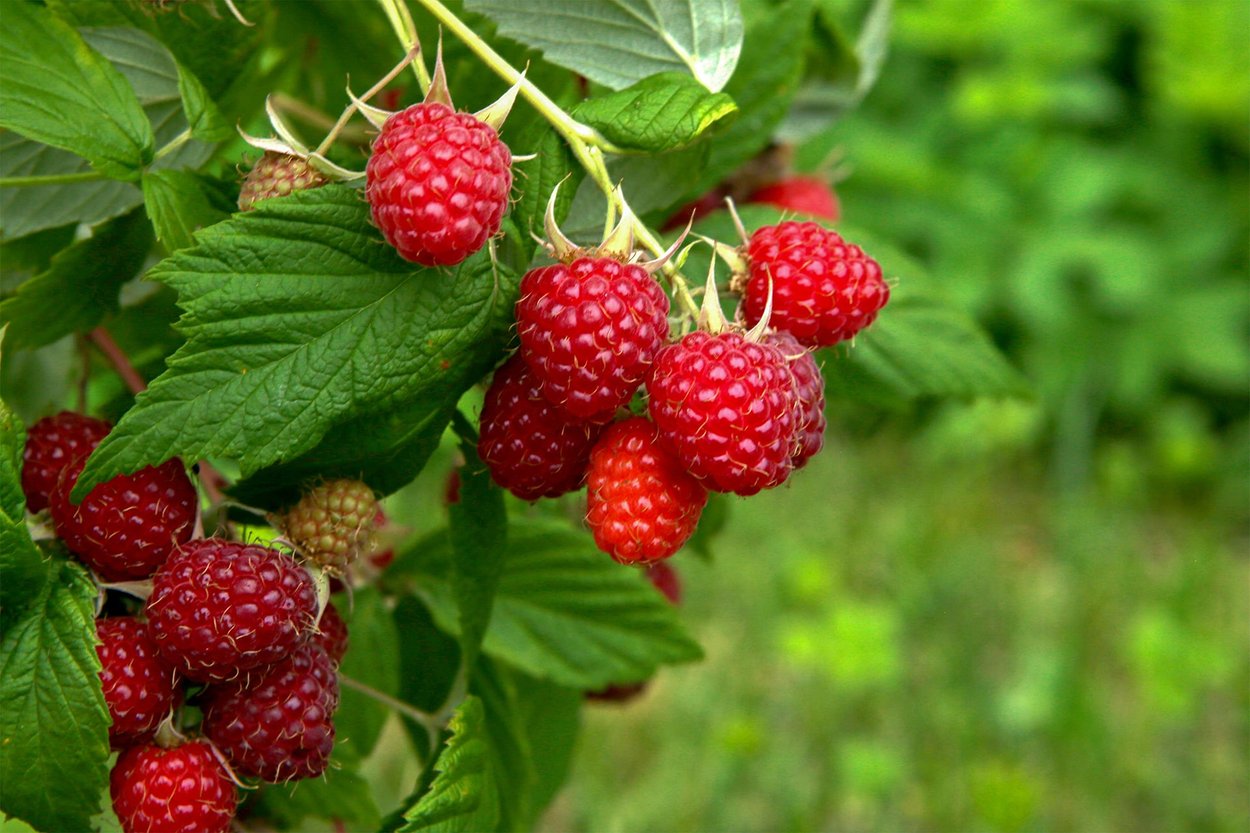 覆盆子香水成分- Wikiparfum