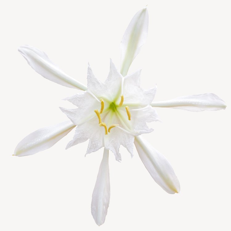 SEA DAFFODIL perfume by Jo Malone London - Wikiparfum
