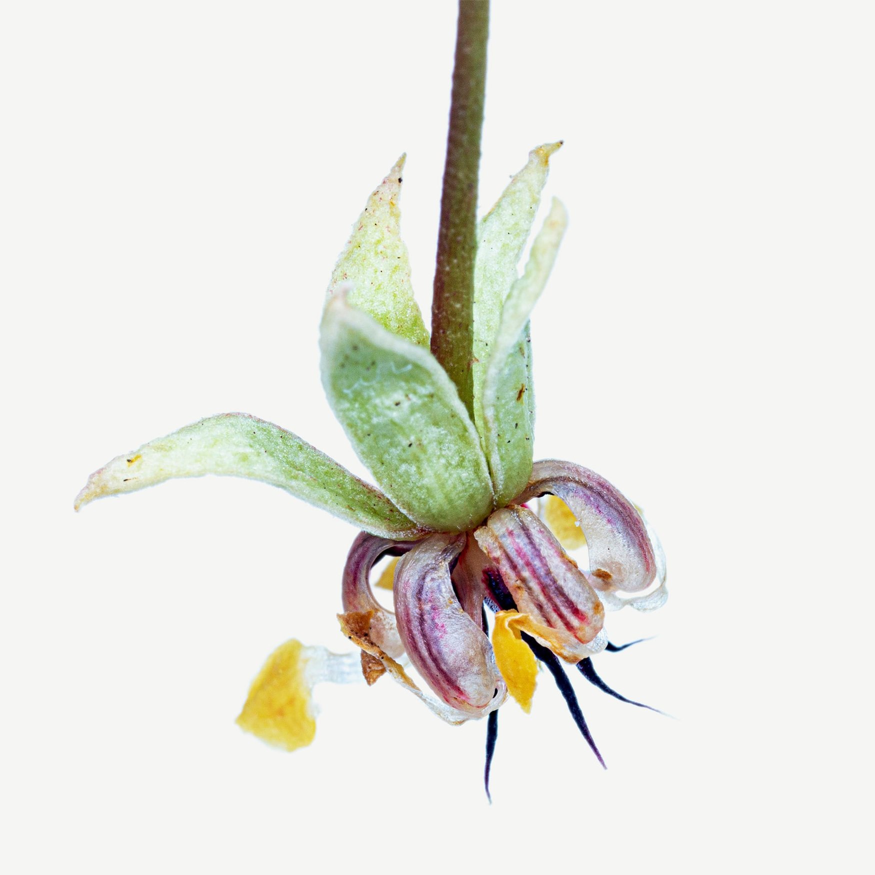 Fleur de Cacao