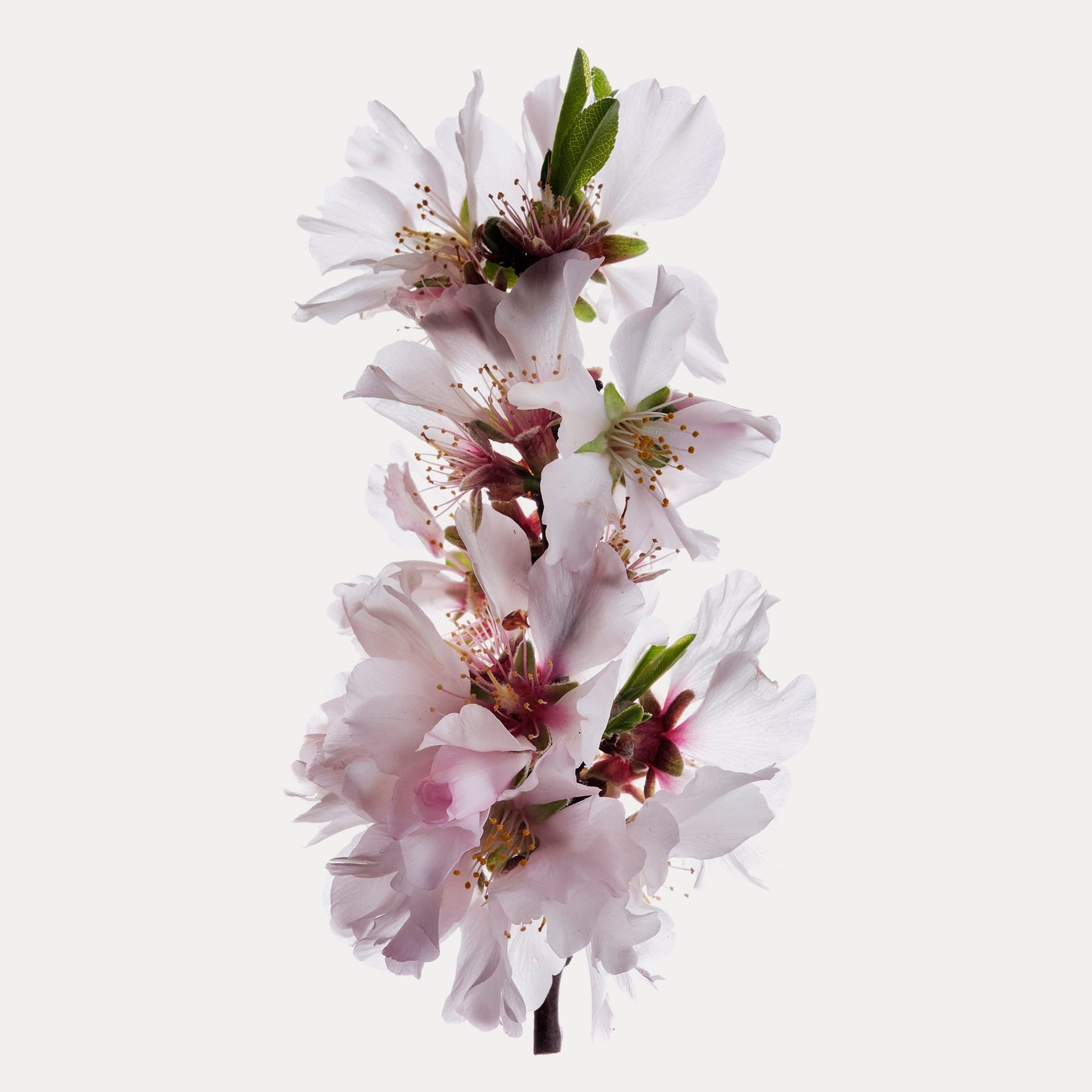 Fleur de Poirier