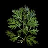 Artemisia absinthium (absinto)