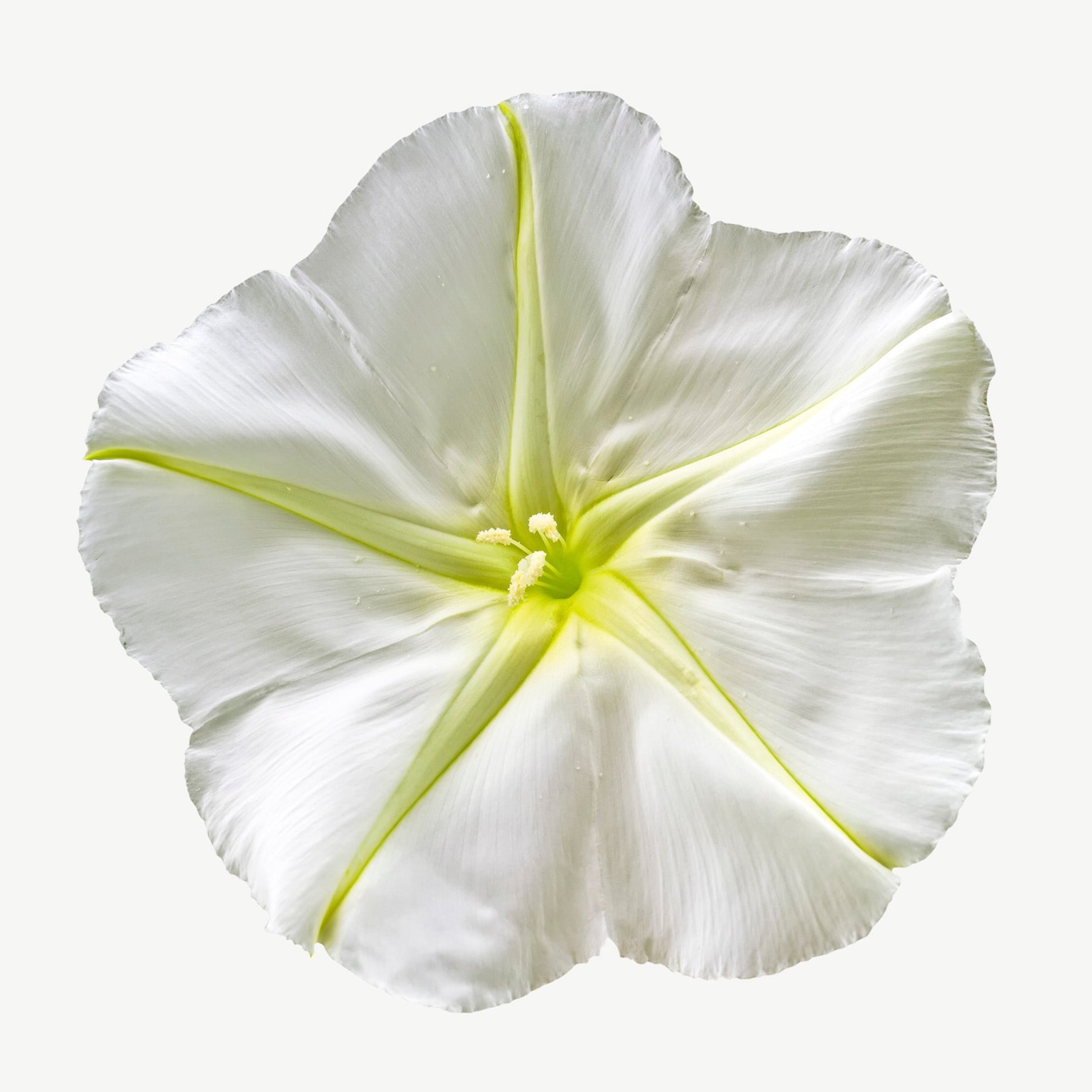 Moonflower