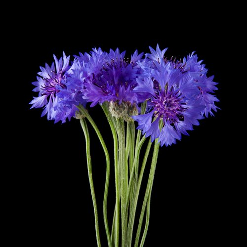 OAT & CORNFLOWER 2018 perfume by Jo Malone London - Wikiparfum