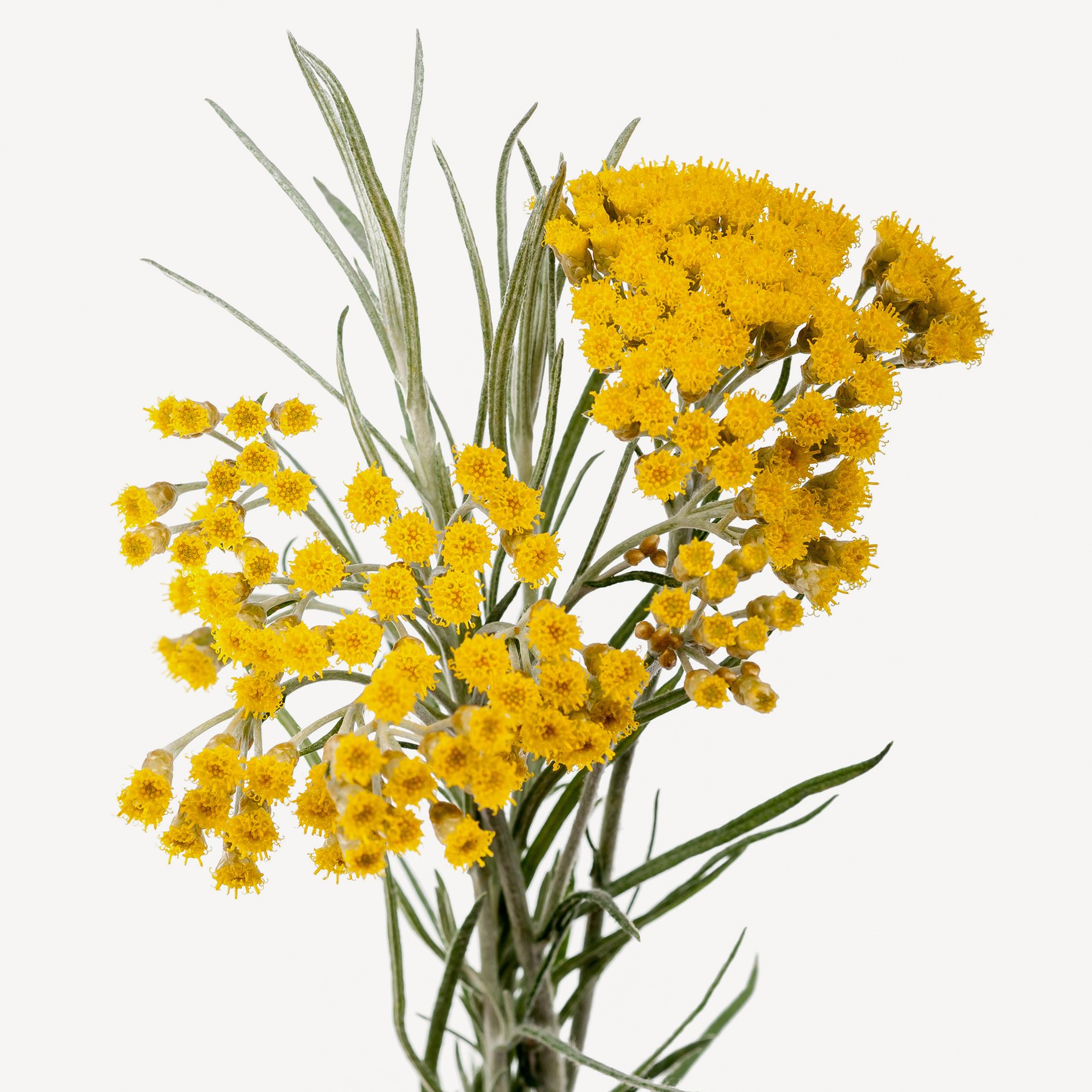 Immortelle