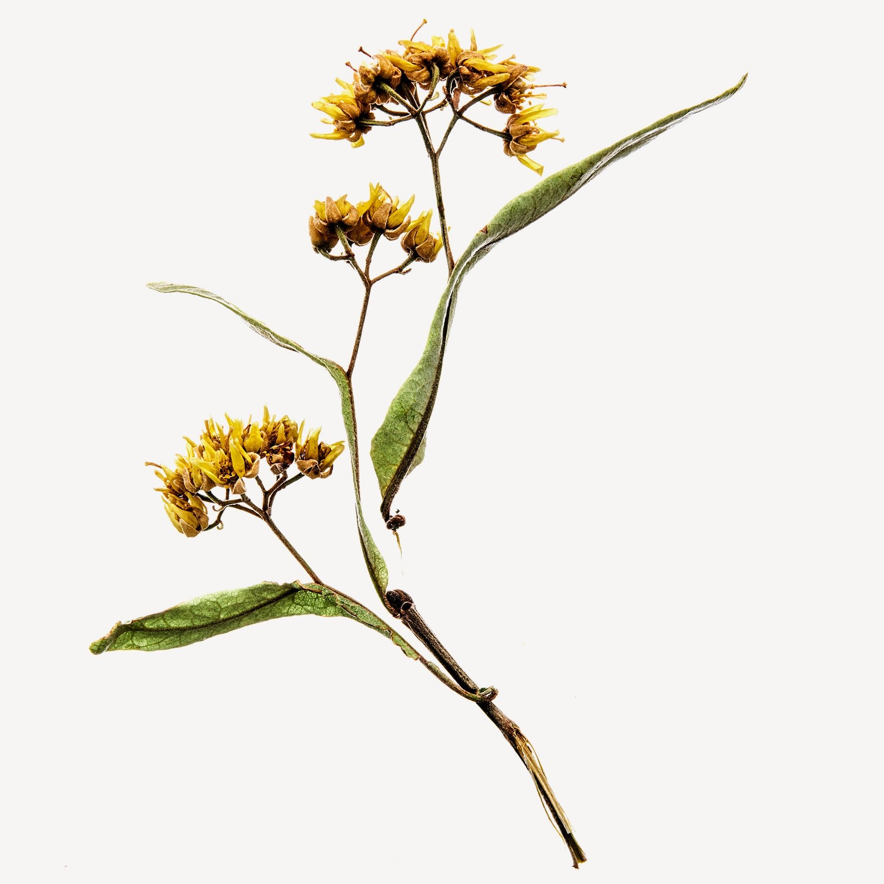 Flor de tilo