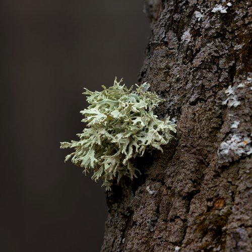 VICTORIAN POSY perfume by Penhaligon's - Wikiparfum