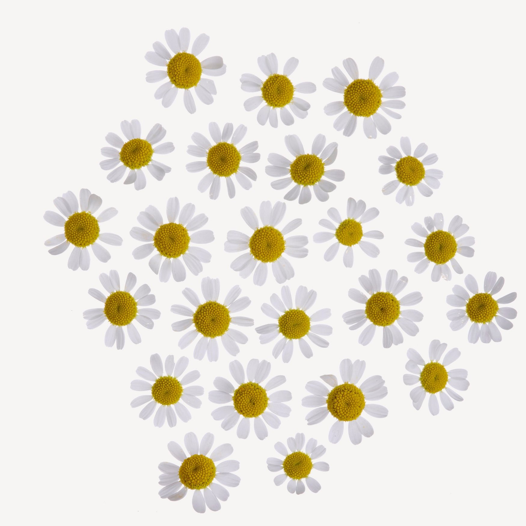 Chamomile