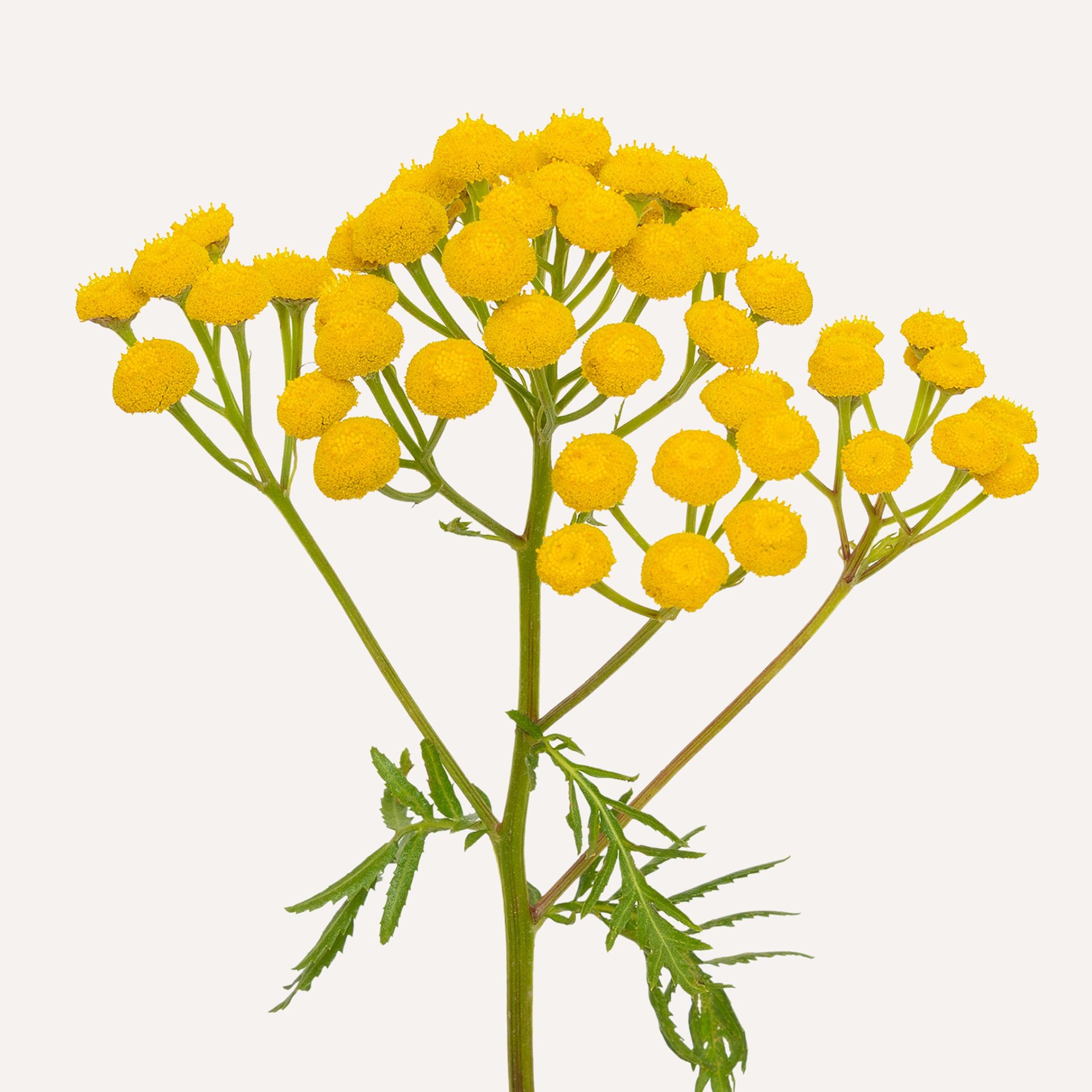 Tansy