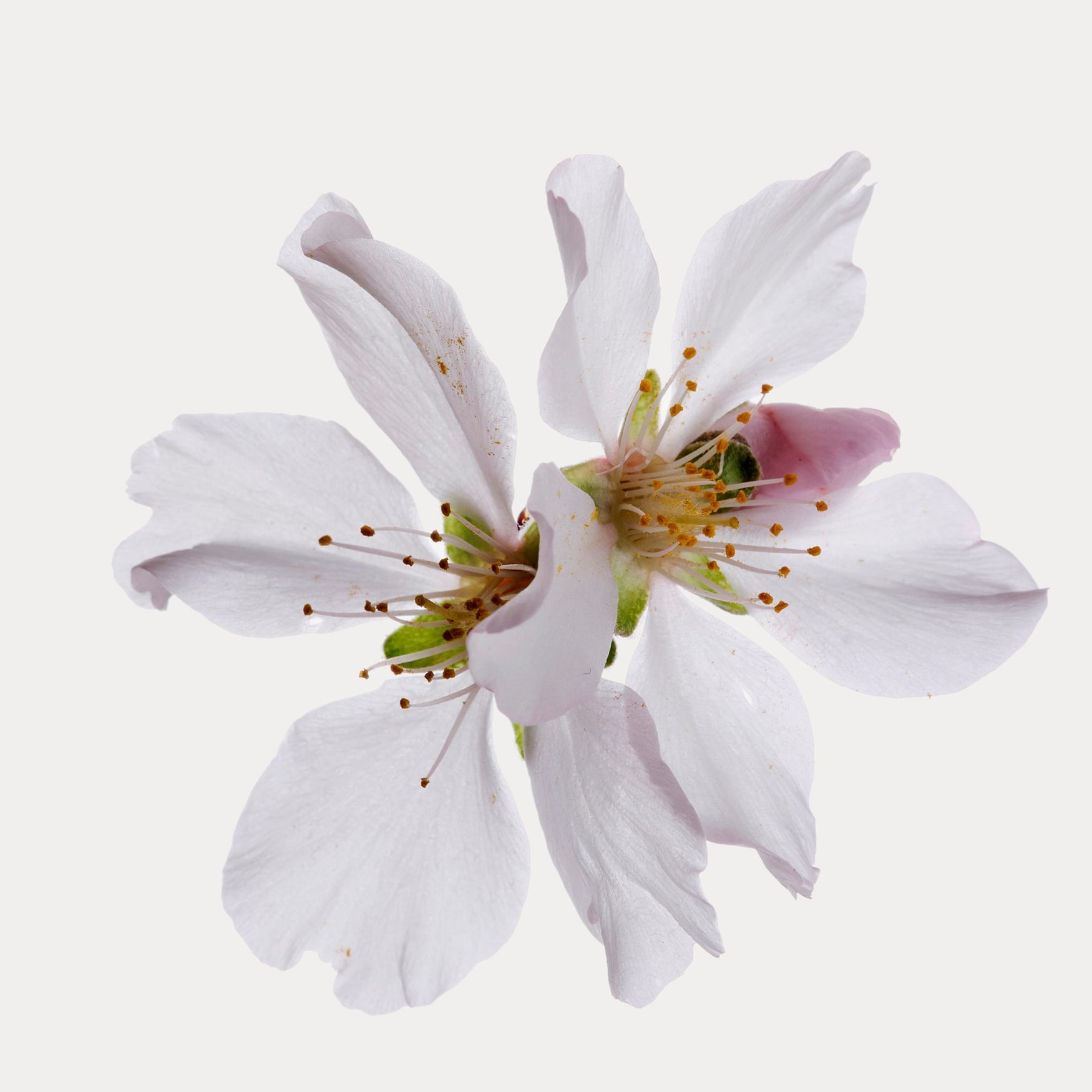 Fleurs de Cerisier