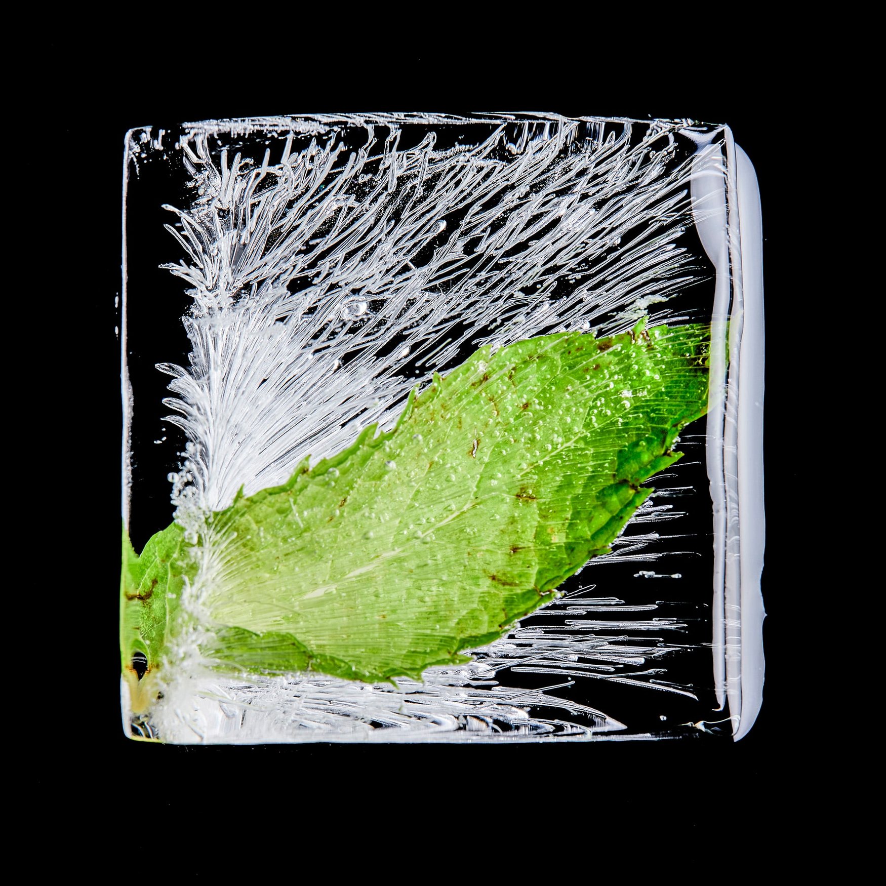 Frozen Mint