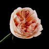Rose (English Heritage)
