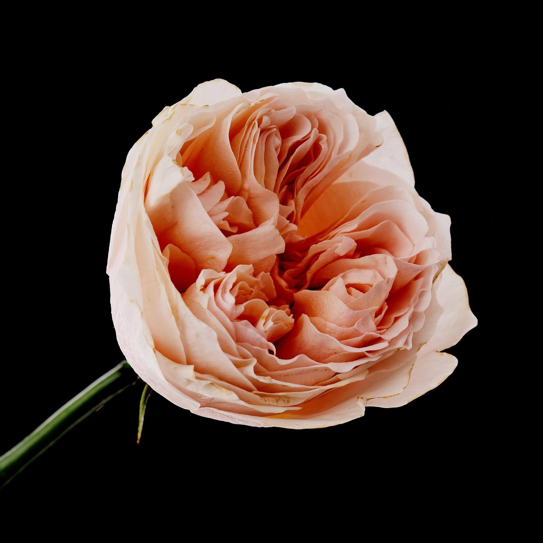 Rose (Anglaise "Heritage")