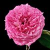 Rose (Bulgarie)