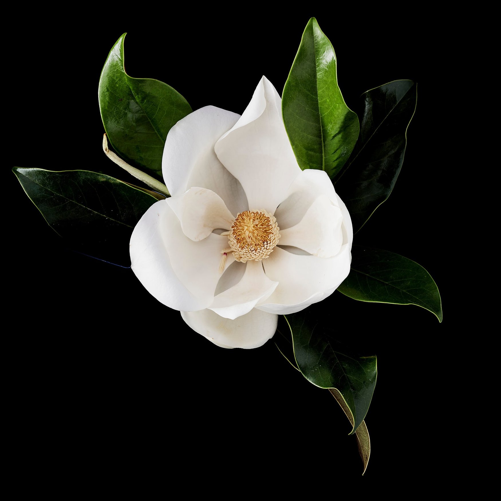 Magnolia