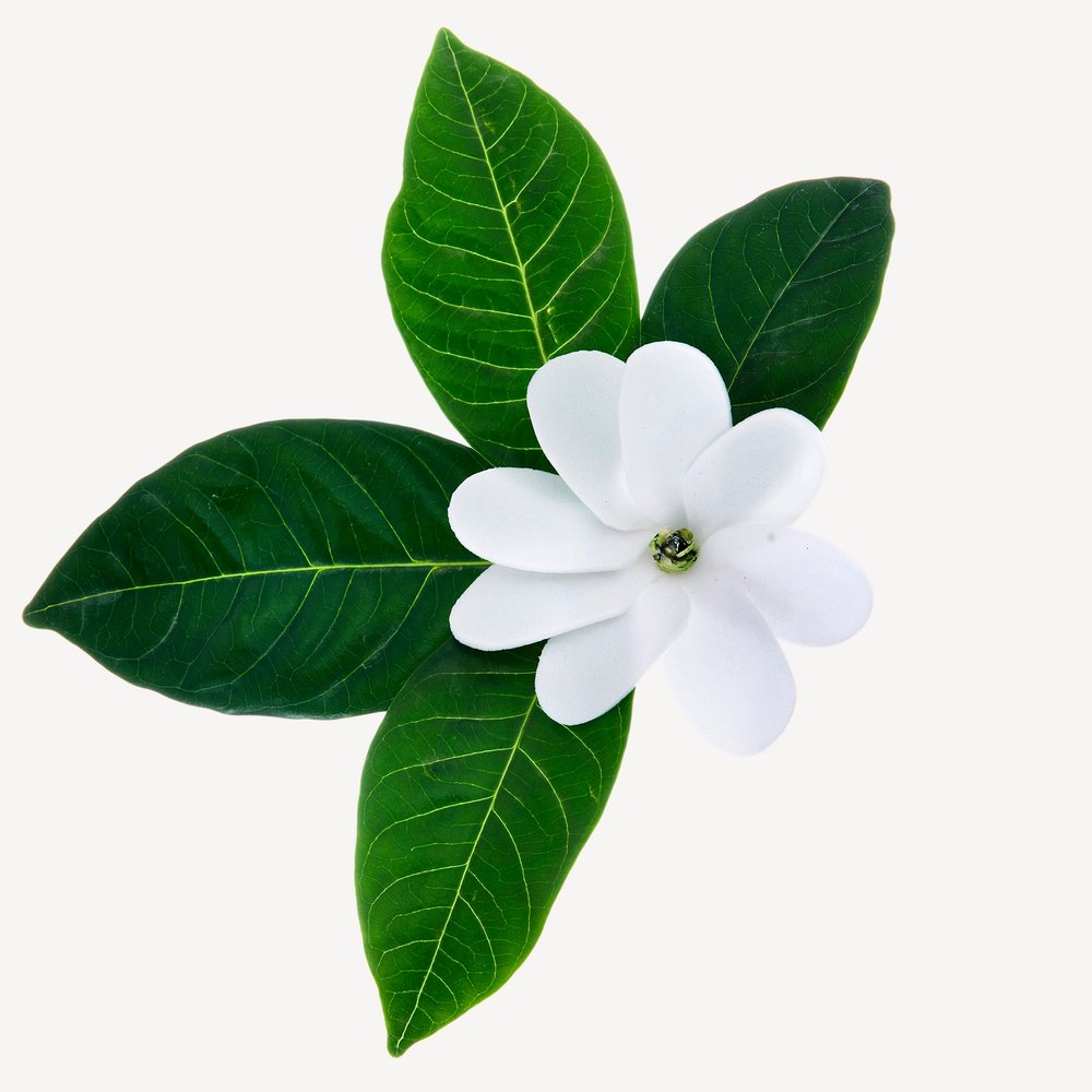 TINHARÉ perfume by Le Couvent - Wikiparfum