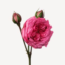 MÉMOIRE DE ROSES perfume by L'Artisan Parfumeur – Wikiparfum