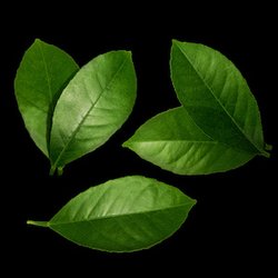 Citrus Leaves
