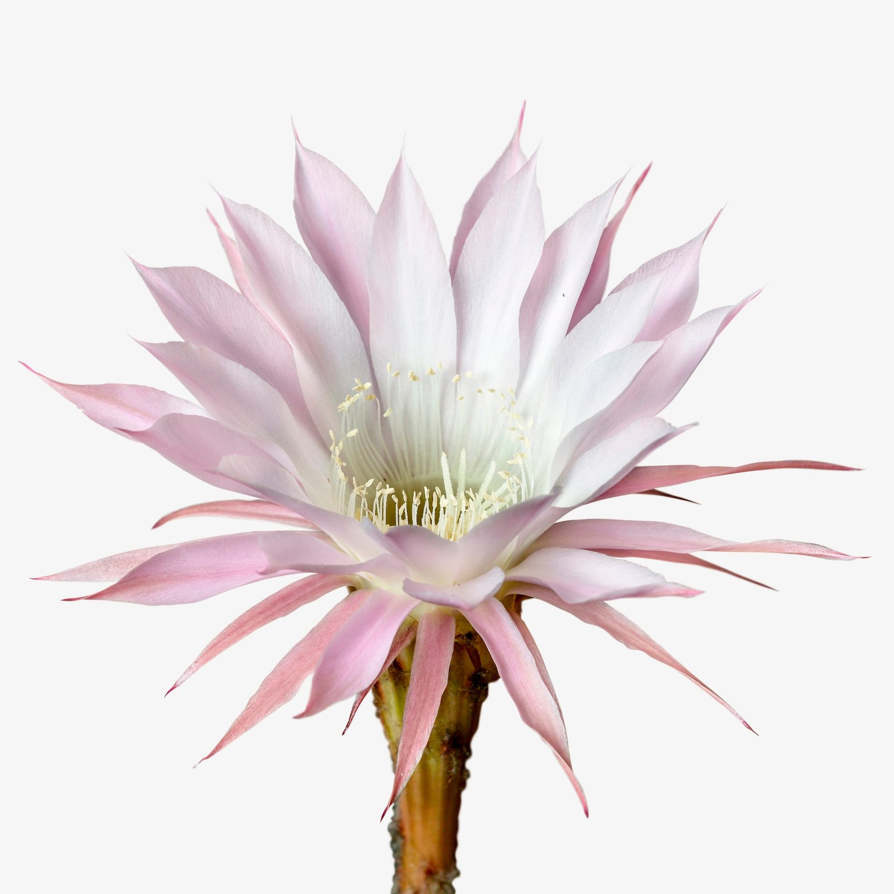 Lady Of The Night Flower